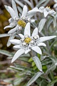 Edelweiss (Leontopodium alpinum), Savoie, France