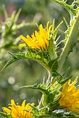 Common golden thistle (Scolymus hispanicus), Bouches-du-Rhone, France