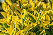 Euonymus japonicus Elegantissimus Aureus