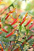 Mexican cardinal flower (Lobelia laxiflora var. angustifolia)