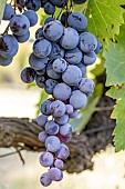 Black Muscat (or Muscat Hamburg) grape on vine