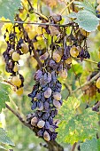 Grape bunch of Italia grapes affected by mildew