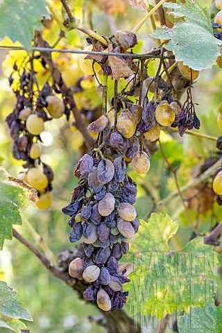 Grape_bunch_of_Italia_grapes_affected_by_mildew