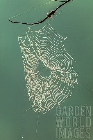 Dewcovered_spider_web_at_sunrise_La_Mauricie_National_Park_Province_of_Quebec_Canada