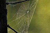 Dew-covered spider web at sunrise. La Mauricie National Park. Province of Quebec. Canada