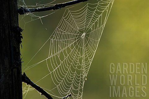 Dewcovered_spider_web_at_sunrise_La_Mauricie_National_Park_Province_of_Quebec_Canada