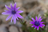 Broad-leaved anemone (Anemone hortensis), Corte region, Corsica. A Mediterranean herbaceous species found throughout the western and central Mediterranean basin, except in Spain. It is found in fields, olive groves, vineyards and gardens.