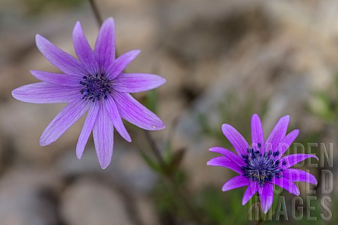 Broadleaved_anemone_Anemone_hortensis_Corte_region_Corsica_A_Mediterranean_herbaceous_species_found_