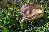 Dead horse arum lily (Helicodiceros muscivorus), Corsica. This corpse flower gives off a pronounced scent of carrion that attracts blueflies and other pollinating insects, who will even lay their eggs in it. The dense rosette of stiff hairs in the spadix traps these insects, encouraging pollination. Its spectacular brown inflorescence resembles the anal region of a mammal corpse, with a hairy spadix that resembles the tail of a dead animal. Rare in Corsica, except on the Lavezzi Islands.