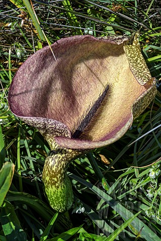 Dead_horse_arum_lily_Helicodiceros_muscivorus_Corsica_This_corpse_flower_gives_off_a_pronounced_scen