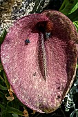 Dead horse arum lily (Helicodiceros muscivorus), Corsica. This corpse flower gives off a pronounced scent of carrion that attracts blueflies and other pollinating insects, who will even lay their eggs in it. The dense rosette of stiff hairs in the spadix traps these insects, encouraging pollination. Its spectacular brown inflorescence resembles the anal region of a mammal corpse, with a hairy spadix that resembles the tail of a dead animal. Rare in Corsica, except on the Lavezzi Islands.