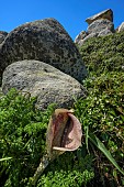 Dead horse arum lily (Helicodiceros muscivorus), Corsica. This corpse flower gives off a pronounced scent of carrion that attracts blueflies and other pollinating insects, who will even lay their eggs in it. The dense rosette of stiff hairs in the spadix traps these insects, encouraging pollination. Its spectacular brown inflorescence resembles the anal region of a mammal corpse, with a hairy spadix that resembles the tail of a dead animal. Rare in Corsica, except on the Lavezzi Islands.