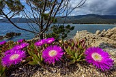 Hottentot fig (Carpobrotus edulis) in Corsica. Carpobrotus edulis is a species of fat plant in the Aizoaceae family. Its fruit is edible. Native to South Africa, it was imported to America and Europe in the early 20th century for ornamental purposes and soil stabilization. Today, it is considered invasive in a number of countries with a Mediterranean climate.