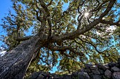 Patriarch cork oak (Quercus suber), Sartène region, Corsica.