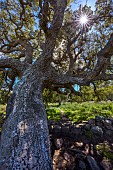 Patriarch cork oak (Quercus suber), Sartène region, Corsica.