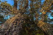 Cork oak (Quercus suber), Corsica.