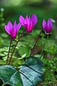 Wavy Cyclamen (Cyclamen repandum) in bloom, Corsica. An extremely common species in Corsican undergrowth in spring (April).