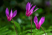 Wavy Cyclamen (Cyclamen repandum) in bloom, Corsica. An extremely common species in Corsican undergrowth in spring (April).