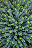 Corsican spurge (Euphorbia myrsinites) in the Gulf of Calvi, Punta Spano, Haute Corse, Corsica. The species, with its highly irritating latex, can be highly allelopathic, preventing other plants from growing close by.