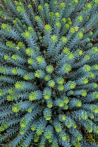 Corsican_spurge_Euphorbia_myrsinites_in_the_Gulf_of_Calvi_Punta_Spano_Haute_Corse_Corsica_The_specie