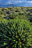 Corsican spurge (Euphorbia myrsinites) in the Gulf of Calvi, Punta Spano, Haute Corse, Corsica. The species, with its highly irritating latex, can be highly allelopathic, preventing other plants from growing close by.