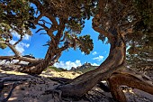 Very old Maritmie juniper (Juniperus oxycedrus subsp. macrocarpa), Plage dErbaju, Corse du Sud, Corsica.