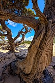 Very old Maritmie juniper (Juniperus oxycedrus subsp. macrocarpa), Plage dErbaju, Corse du Sud, Corsica.