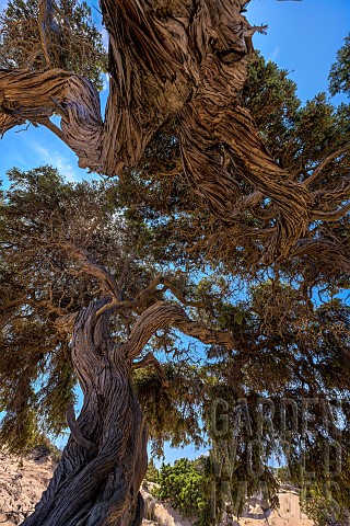 Very_old_Maritmie_juniper_Juniperus_oxycedrus_subsp_macrocarpa_Plage_dErbaju_Corse_du_Sud_Corsica