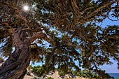 Very old Maritmie juniper (Juniperus oxycedrus subsp. macrocarpa), Plage dErbaju, Corse du Sud, Corsica.