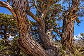 Very old Maritmie juniper (Juniperus oxycedrus subsp. macrocarpa), Plage dErbaju, Corse du Sud, Corsica.
