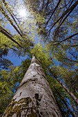 Common beech (Fagus sylvatica) in the Vizzavona forest, Haute Corse, Corsica.