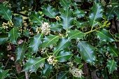 Male holly (Ilex aquifolium) in bloom, Corsica.