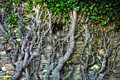 Ivy on a wall in Corsica. Frequent grazing exposes the branches welded to the stones of a very old wall in an abandoned farmhouse.