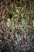 Ivy on a wall in Corsica. Frequent grazing exposes the branches welded to the stones of a very old wall in an abandoned farmhouse.