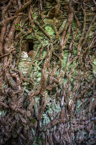 Ivy_on_a_wall_in_Corsica_Frequent_grazing_exposes_the_branches_welded_to_the_stones_of_a_very_old_wa