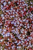 Sky stone-crop (Sedum caeruleum), Crassulacea common on arid rocks in Corsica, blooms spectacularly in May, Balagne, Corsica.