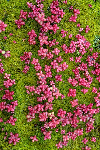 Sky_stonecrop_Sedum_caeruleum_Crassulacea_common_on_arid_rocks_in_Corsica_blooms_spectacularly_in_Ma