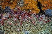 Sky stone-crop (Sedum caeruleum), Crassulacea common on arid rocks in Corsica, blooms spectacularly in May, Balagne, Corsica. The lichens are Xanthoria parietina (orange) and Xanthoparmelia conspersa (grey-beige).