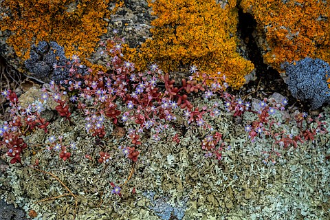 Sky_stonecrop_Sedum_caeruleum_Crassulacea_common_on_arid_rocks_in_Corsica_blooms_spectacularly_in_Ma