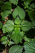 Corsican nettle (Urtica atrovirens) is a herbaceous plant in the Urticaceae family, found only in Corsica in France.