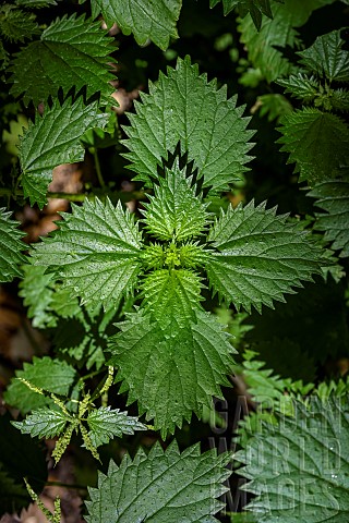 Corsican_nettle_Urtica_atrovirens_is_a_herbaceous_plant_in_the_Urticaceae_family_found_only_in_Corsi