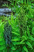 Royal fern (Osmunda regalis). Fertile fronds covered with sporangia - Very beautiful population in the Spelunca gorges, in southern Corsica.