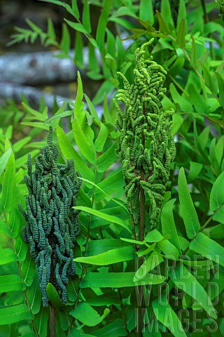 Royal_fern_Osmunda_regalis_Fertile_fronds_covered_with_sporangia__Very_beautiful_population_in_the_S