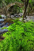 Royal fern (Osmunda regalis). Very large population in the Spelunca gorges in southern Corsica.