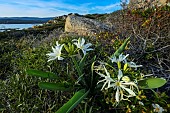 Tyrrhenian Pancratium (Pancratium illyricum) in bloom, Bonifacio region, South Corsica, Corsica. In France, this plant is found only in Corsica, in open shrubland, rock gardens and crags.