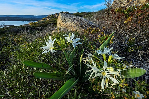 Tyrrhenian_Pancratium_Pancratium_illyricum_in_bloom_Bonifacio_region_South_Corsica_Corsica_In_France