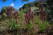 Heart-flowered Serapias (Serapias cordigera) in bloom, Calanches de Piana, South Corsica, Corsica.