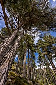 Laricio pine forest in Corsica. Corsican pine, Pinus nigra var. corsicana - Tavignano Territorial Forest - Upper Corsica