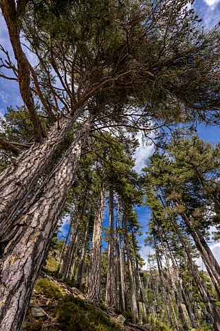 Laricio_pine_forest_in_Corsica_Corsican_pine_Pinus_nigra_var_corsicana__Tavignano_Territorial_Forest