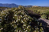 Maquis of Montpellier cistus (Cistus monspeliensis). Sant Antonino plateau, Corsica